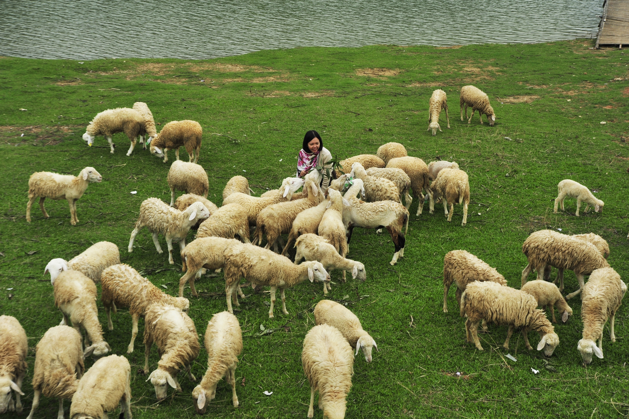 Đàn cừu 100 con trên bãi cỏ ven hồ
