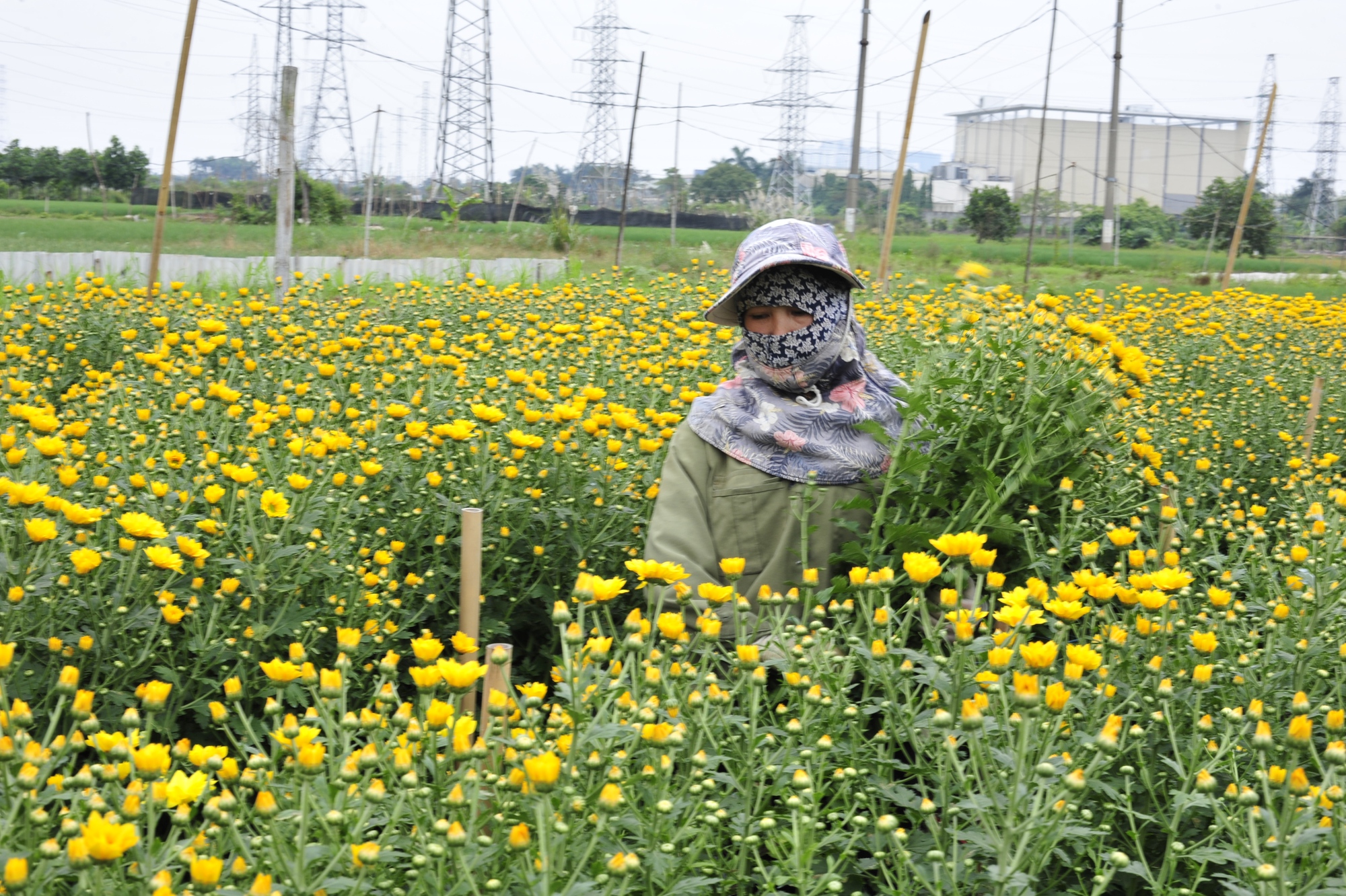 Làng hoa lớn nhất Hà Nội bắt đầu vào mùa thu hoạch - Ảnh 3.