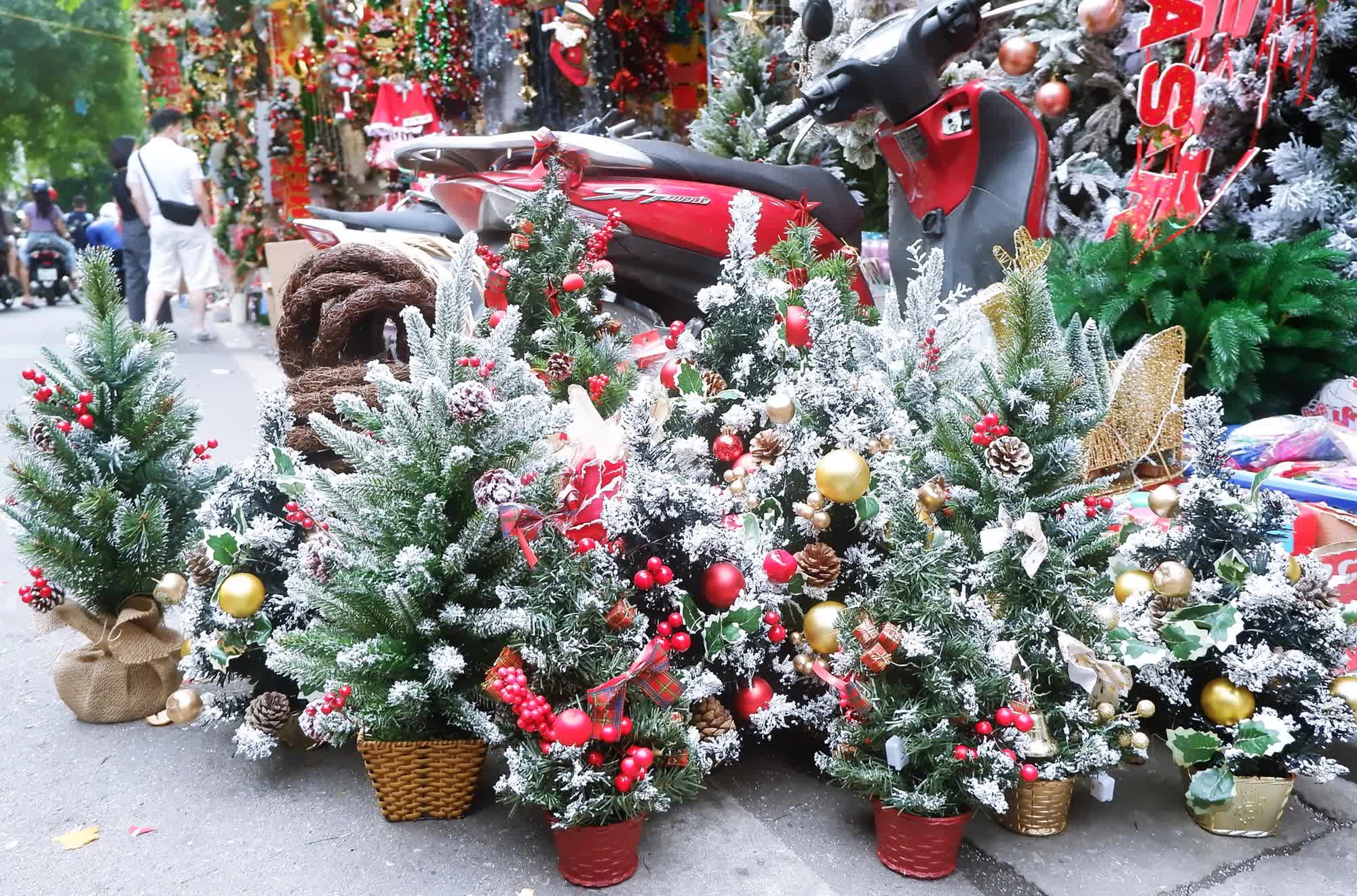 Hà Nội: Thị trường cây thông Noel nhộn nhịp, mức giá từ 10 - 20 triệu hút khách mua - Ảnh 3.