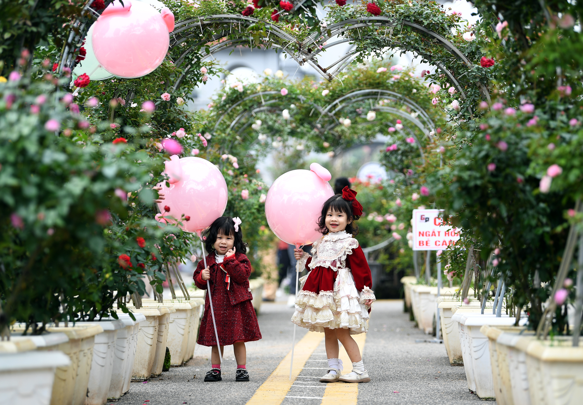Nghệ nhân trồng hoa Mê Linh, Hà Nội tất bật chuẩn bị cho lễ hội hoa 2022 - Ảnh 4.