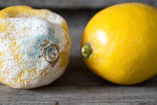 depositphotos_202287094-stock-photo-fresh-and-rotten-lemon-fruit.jpg