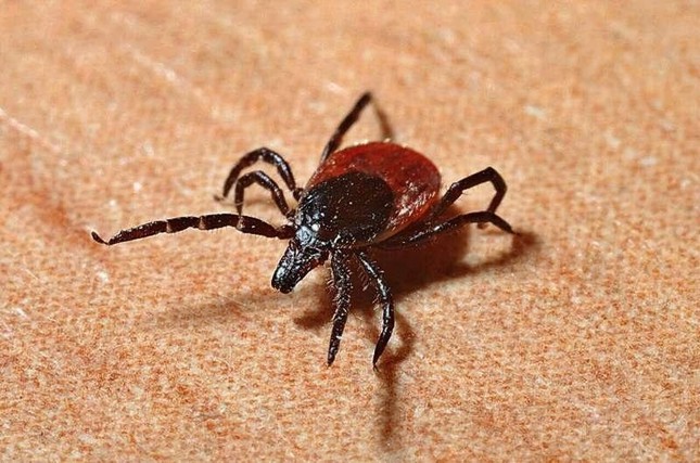 Virus mới được phát hiện ở bọ ve Thụy Sĩ gây viêm màng não - Ảnh 1. Virus mới được phát hiện ở bọ ve Thụy Sĩ gây viêm màng não - Ảnh 1.