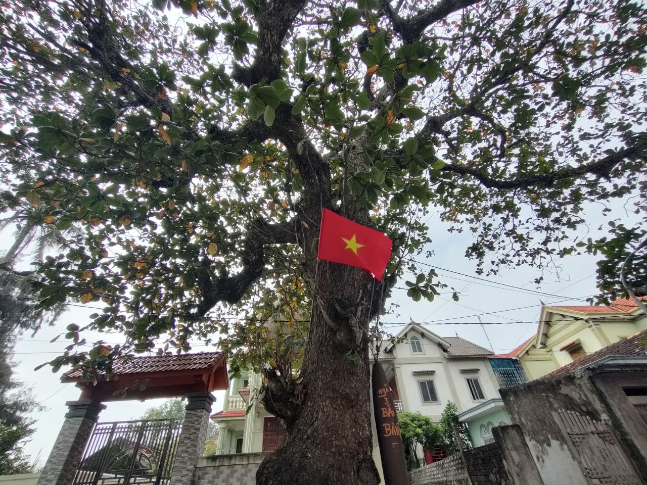 Ngã ba Bãi Bàng và câu chuyện về những cây bàng cổ thụ hàng trăm năm được dân bảo vệ, chăm sóc - Ảnh 8.