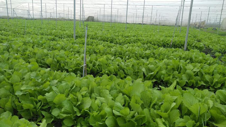Rau sạch WinEco với giá tốt tới 50%, cứu cánh giữa “ma trận” thực phẩm sạch - Ảnh 2. Rau sạch WinEco với giá tốt tới 50%, cứu cánh giữa “ma trận” thực phẩm sạch - Ảnh 2.
