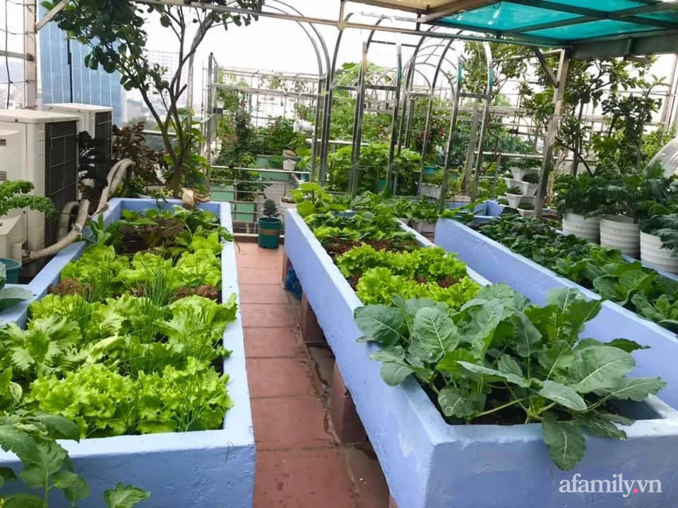 Mẹ Hà Nội chia sẻ bí quyết &quot;vàng&quot; trồng rau xà lách ăn sống chuẩn hữu cơ tươi sạch tại nhà - Ảnh 4.