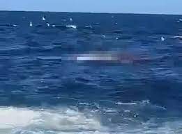 Khoảnh khắc kinh hoàng người đàn ông bị cá mập cắn đứt làm đôi khi tắm biển gây chấn động nước Úc - Ảnh 2.