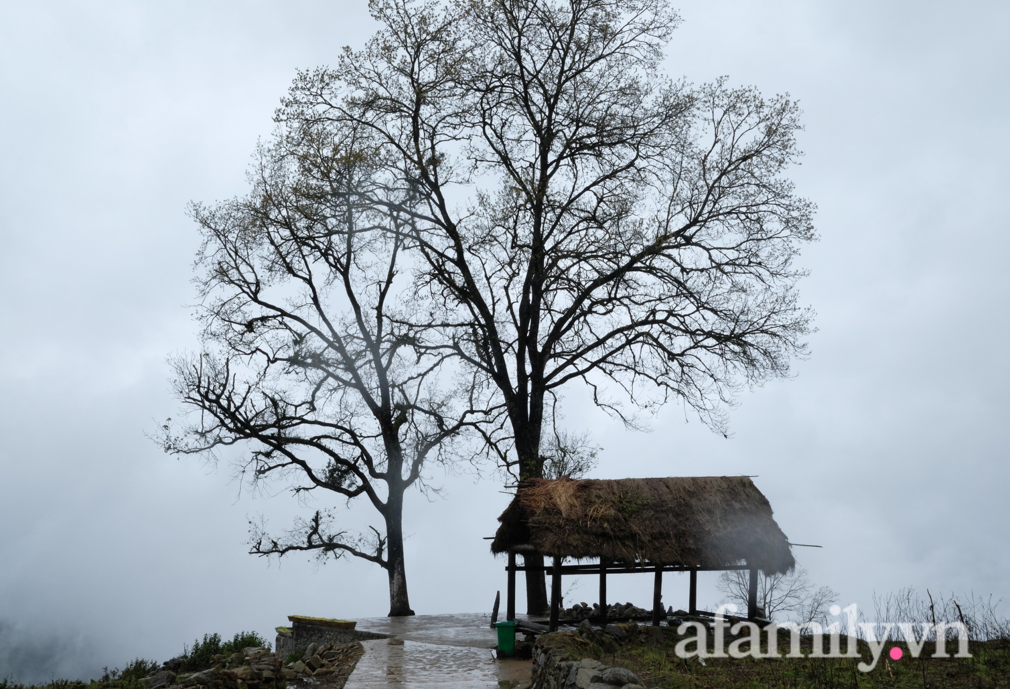 ĐỘC QUYỀN: Y Tý lạnh sâu, băng giá ôm lấy hoa đào, núi rừng đẹp hùng vỹ và huyền ảo trong cái khắc nghiệt của ngày đầu tiên đợt rét &quot;kỷ lục&quot; - Ảnh 1.