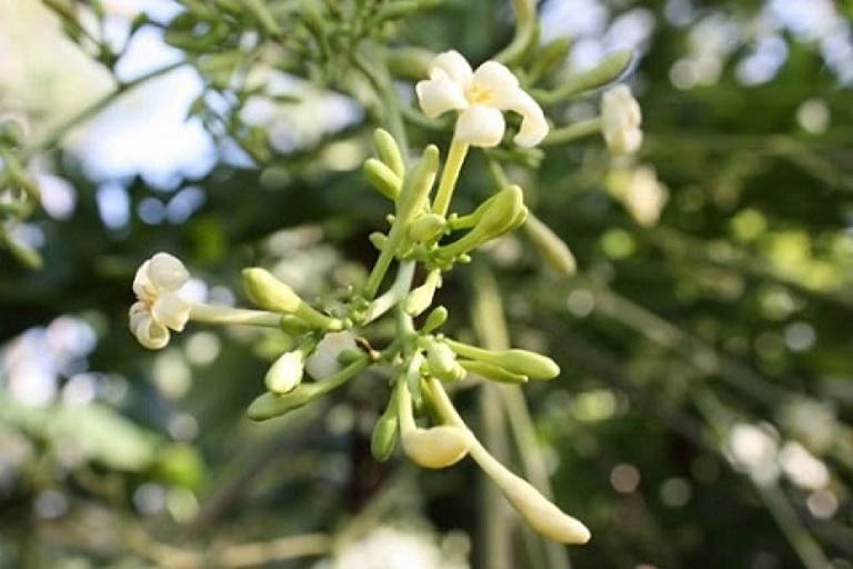 Nh&agrave; n&agrave;o c&oacute; loại hoa n&agrave;y th&igrave; qu&yacute; như v&agrave;ng: Đem ng&acirc;m với mật ong vừa l&agrave;m siro chữa ho si&ecirc;u đỉnh vừa gi&uacute;p trẻ h&oacute;a mạch m&aacute;u, ph&ograve;ng chống tiểu đường, ung thư - Ảnh 9.