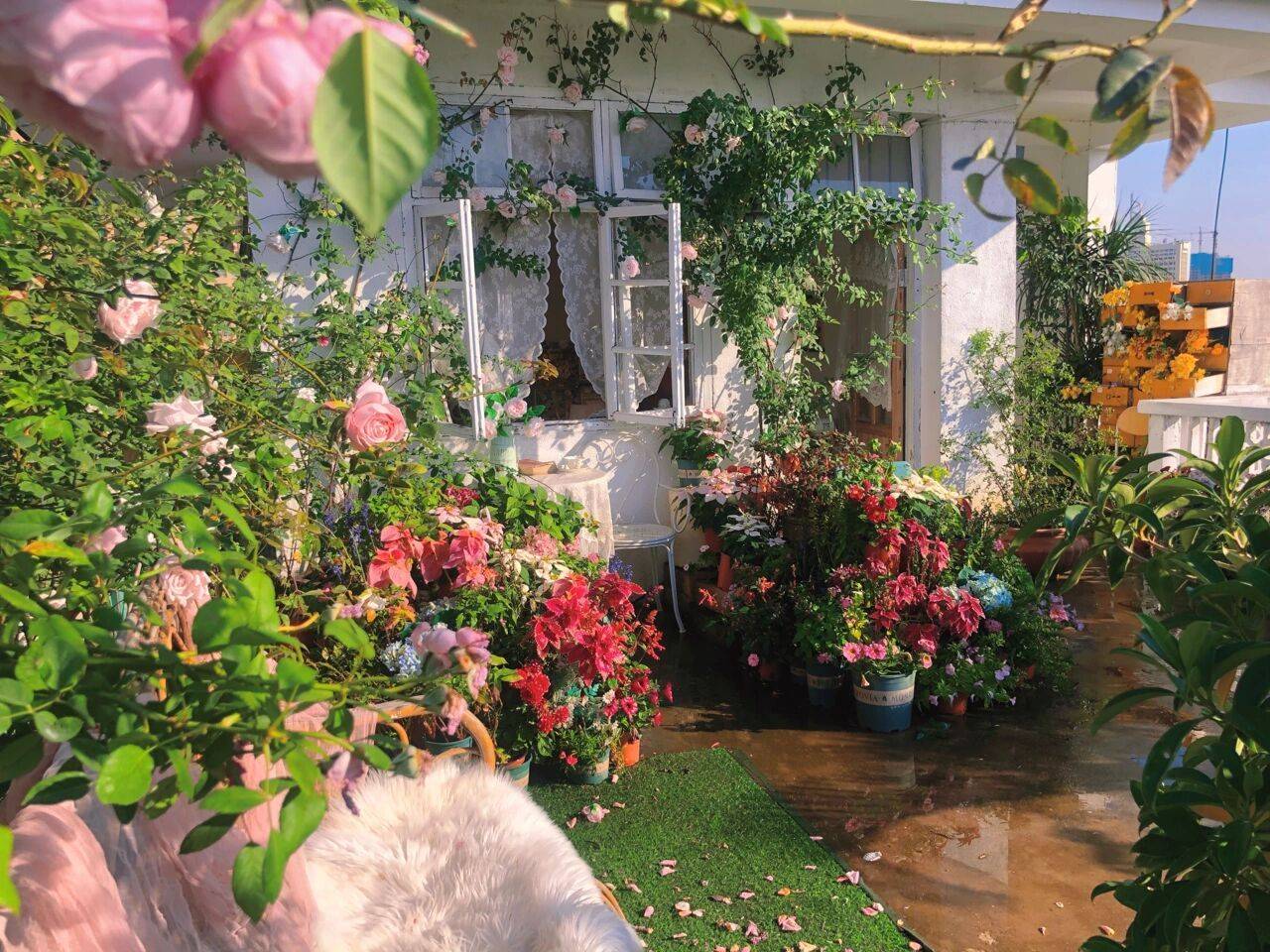 Trồng hoa và thuê nhà trên vườn hoa hồng sẽ mang đến cho bạn một trải nghiệm sống tuyệt vời. Vườn hoa hồng xinh đẹp và thơm ngát sẽ mang đến cho bạn và gia đình cảm giác thư thái và bình yên. Hãy cùng thưởng thức hương thơm và màu sắc của vườn hoa hồng!