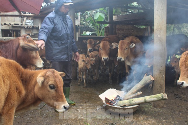 Trâu, bò chết rét hàng loạt, người dân cần làm gì để được hỗ trợ? - Ảnh 5.