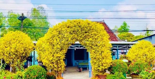 Chiếc cổng rào uốn từ hai cây mai 30 năm tuổi, độc đáo và nổi bật ở đất miền Tây - Ảnh 2. Chiếc cổng rào uốn từ hai cây mai 30 năm tuổi, độc đáo và nổi bật ở đất miền Tây - Ảnh 2.
