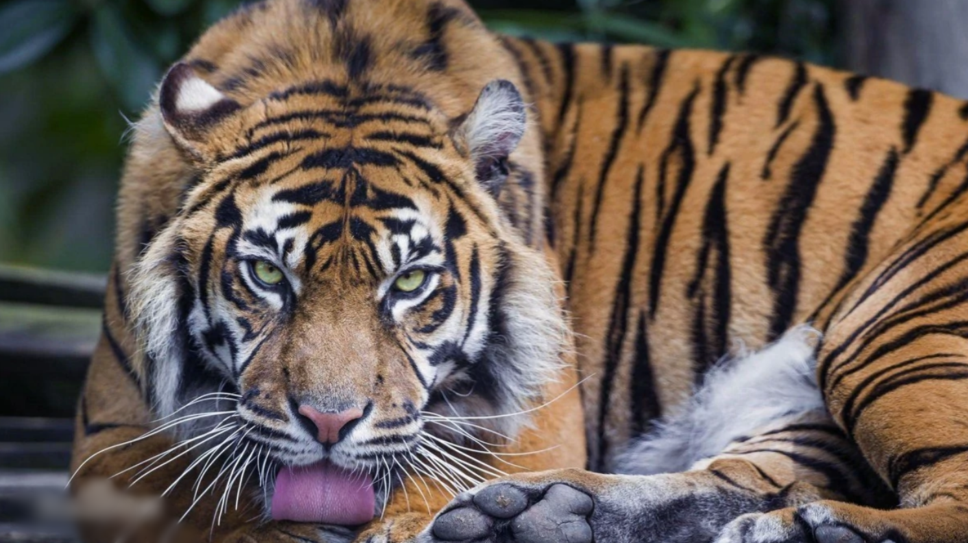 Loài hổ Hoa Nam quý hiếm nhất hành tinh