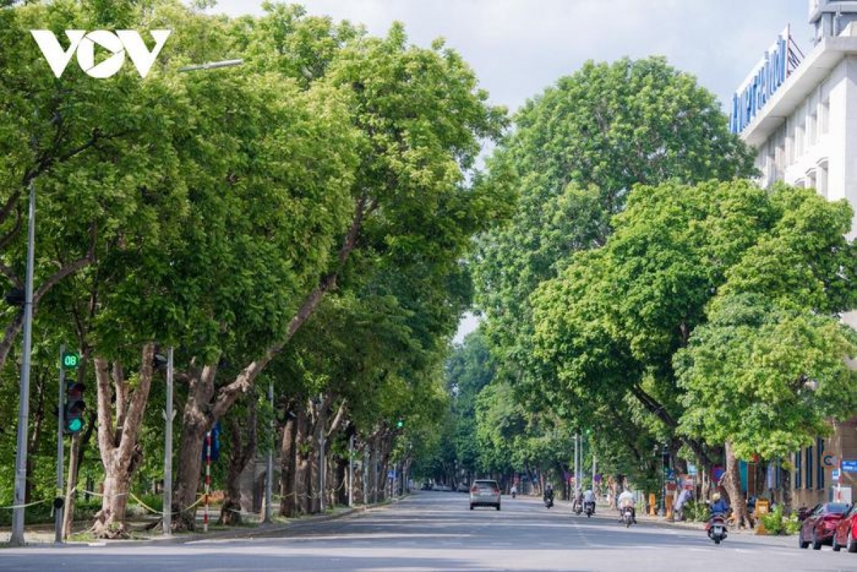 Hà Nội sẽ trồng trên 100.000 cây xanh dịp Xuân Nhâm Dần - Ảnh 1.