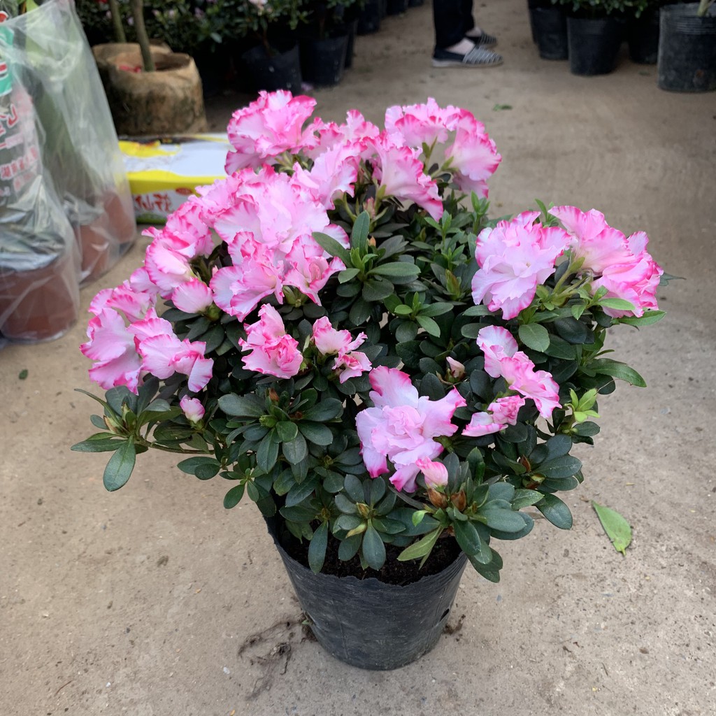 7 loại cây cảnh đẹp nhưng không hề dễ trồng như bạn vẫn nghĩ - Ảnh 2. 7 loại cây cảnh đẹp nhưng không hề dễ trồng như bạn vẫn nghĩ - Ảnh 2.