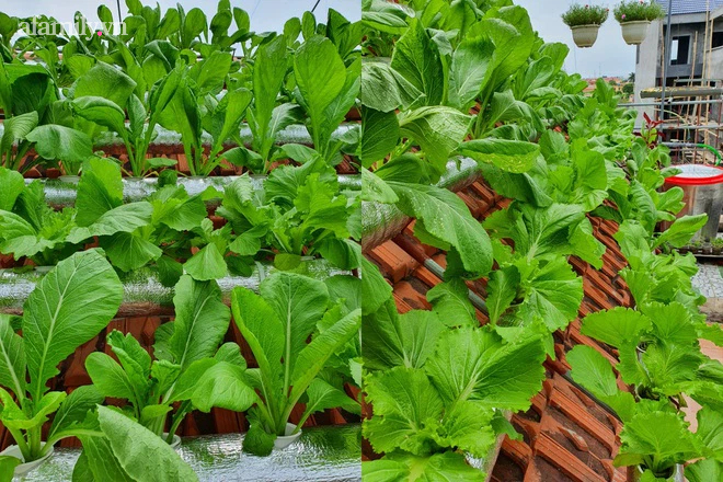 Cô giáo Thái Bình trồng rau sạch trên mái ngói 6m², chỉ tốn 2 triệu mà bội thu quanh năm  - Ảnh 7.