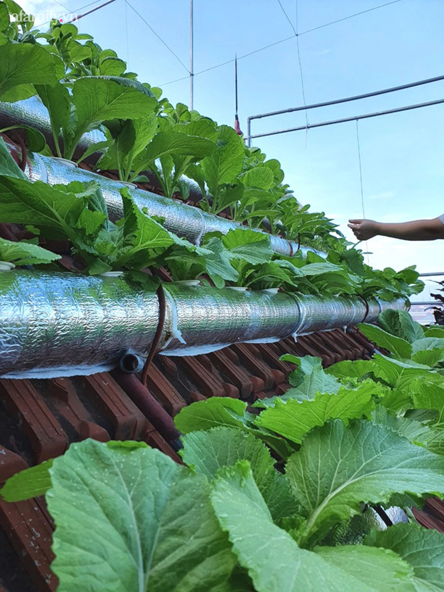Cô giáo Thái Bình trồng rau sạch trên mái ngói 6m², chỉ tốn 2 triệu mà bội thu quanh năm  - Ảnh 11.