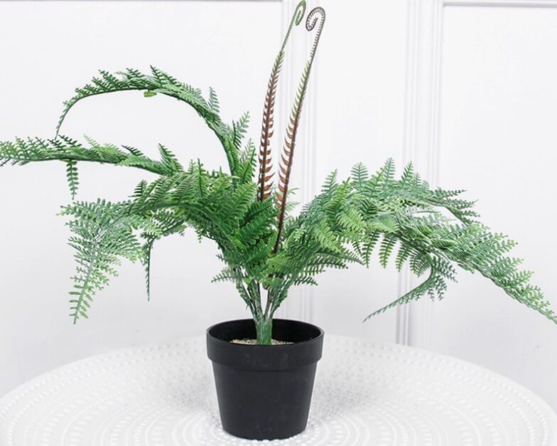 7 loại cây cảnh đẹp nhưng không hề dễ trồng như bạn vẫn nghĩ - Ảnh 7. 7 loại cây cảnh đẹp nhưng không hề dễ trồng như bạn vẫn nghĩ - Ảnh 7.