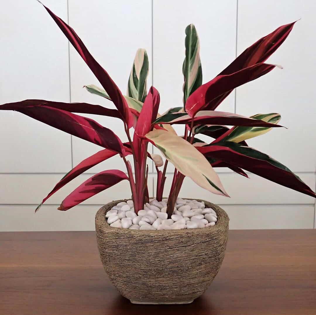 7 loại cây cảnh đẹp nhưng không hề dễ trồng như bạn vẫn nghĩ - Ảnh 1. 7 loại cây cảnh đẹp nhưng không hề dễ trồng như bạn vẫn nghĩ - Ảnh 1.