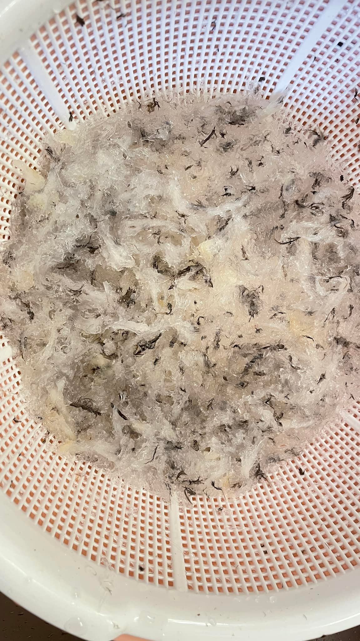 Từ A-Z kinh nghiệm nhặt yến nhanh và chưng yến ngon lành, mùa này nhà nào cũng cần, chị em nhất định không thể bỏ qua! - Ảnh 2. Từ A-Z kinh nghiệm nhặt yến nhanh và chưng yến ngon lành, mùa này nhà nào cũng cần, chị em nhất định không thể bỏ qua! - Ảnh 2.