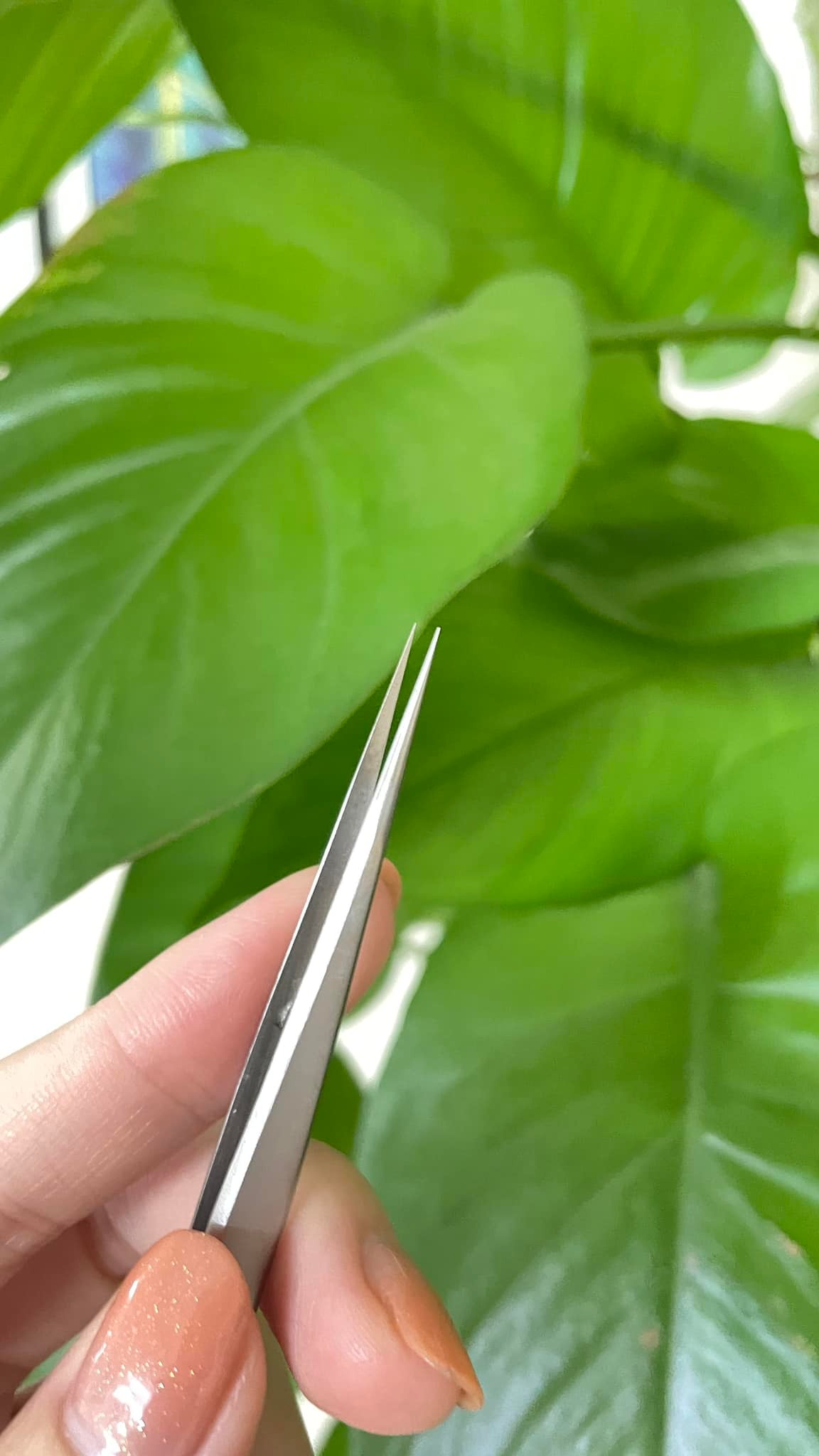 Từ A-Z kinh nghiệm nhặt yến nhanh và chưng yến ngon lành, mùa này nhà nào cũng cần, chị em nhất định không thể bỏ qua! - Ảnh 1. Từ A-Z kinh nghiệm nhặt yến nhanh và chưng yến ngon lành, mùa này nhà nào cũng cần, chị em nhất định không thể bỏ qua! - Ảnh 1.