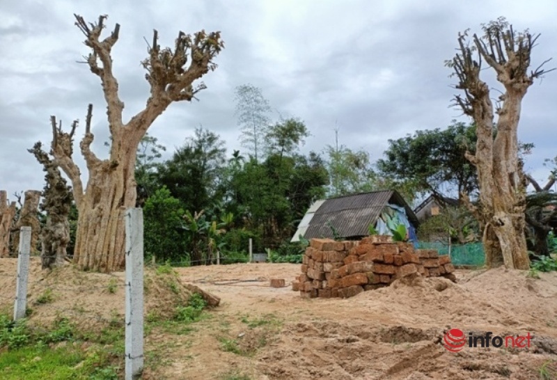 Cây duối trăm tuổi bị đào trộm, chuyển từ Hà Tĩnh ra Ninh Bình, danh tính kẻ trộm chưa được tiết lộ - Ảnh 3.