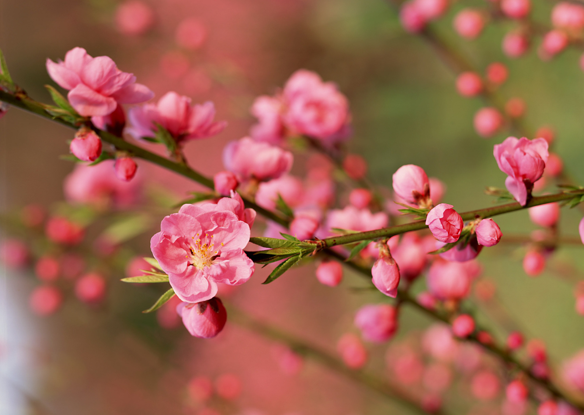 Công chúa đẹp nghiêng nước nghiêng thành có bí thuật chăm da rùng rợn, người đời nhìn vào chỉ muốn... nôn - Ảnh 4.