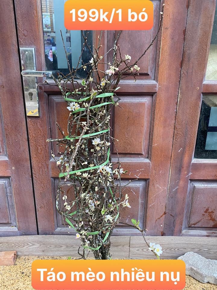 The Northwest's apple flowers go down the street to attract flower enthusiasts to order - Photo 1.