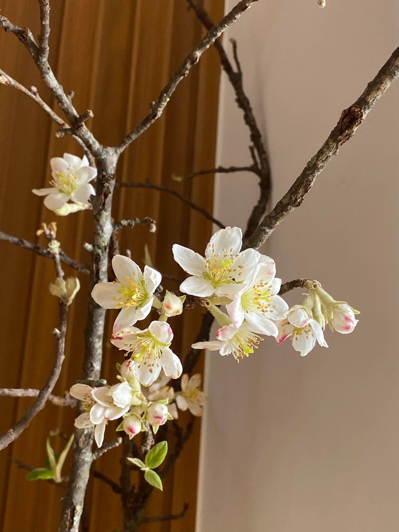 The Northwest branch of the apple tree flowers down the street attracts people who love flowers to order, only 99k/bundle - Photo 10.