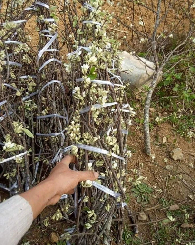 Northwestern apple tree branches down the street to attract flower lovers to order, only 99k/bundle - Photo 5.