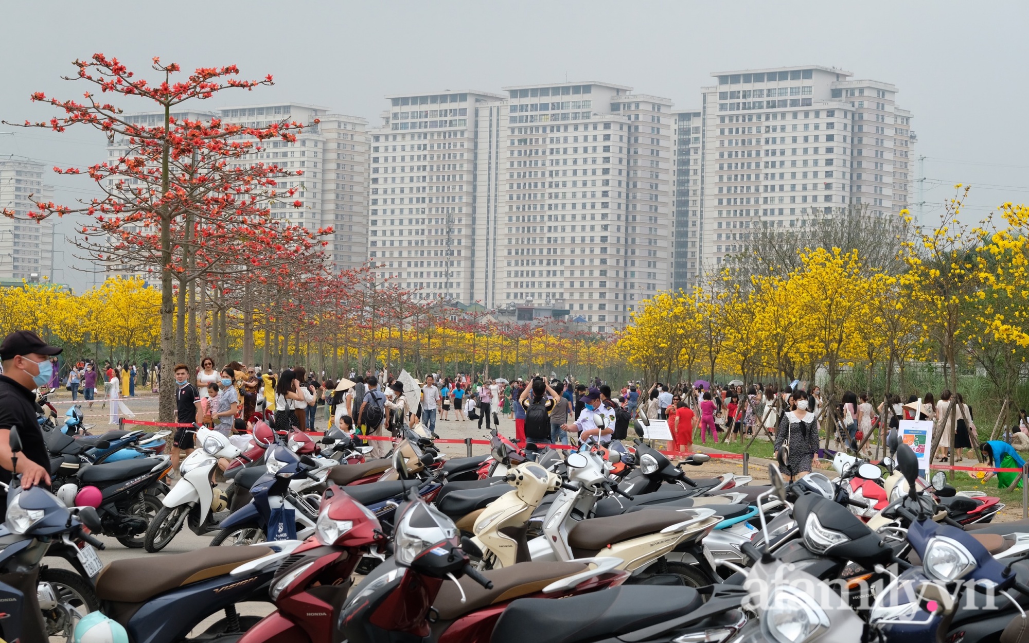 Hà Nội: Hàng nghìn người đổ xô đi chụp ảnh ở đường hoa phong linh, chỗ để xe &quot;thất thủ&quot; - cảnh giác bảo vệ tài sản - Ảnh 3.