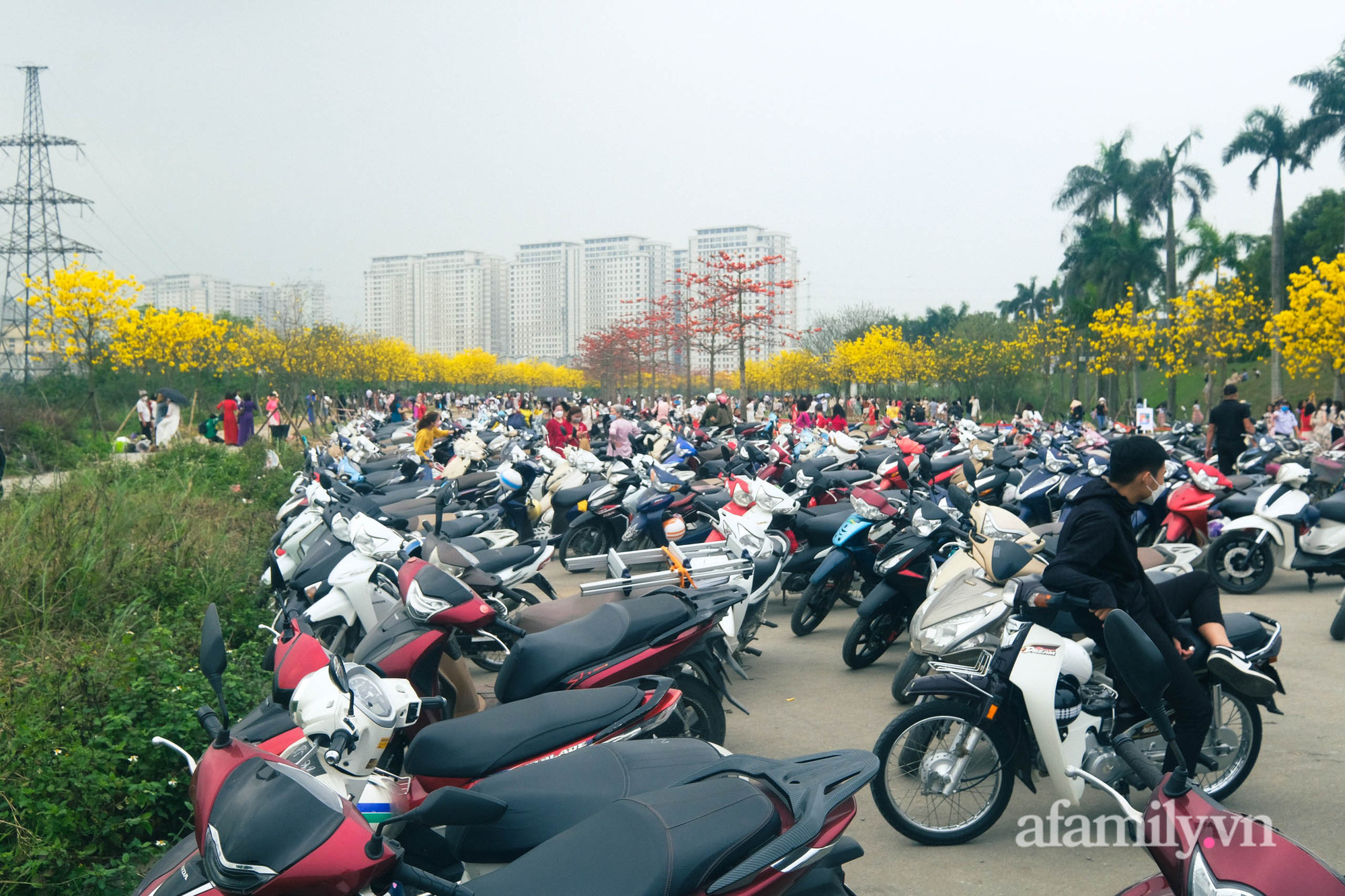 Hà Nội: Hàng nghìn người đổ xô đi chụp ảnh ở đường hoa phong linh, chỗ để xe &quot;thất thủ&quot; - cảnh giác bảo vệ tài sản - Ảnh 2.