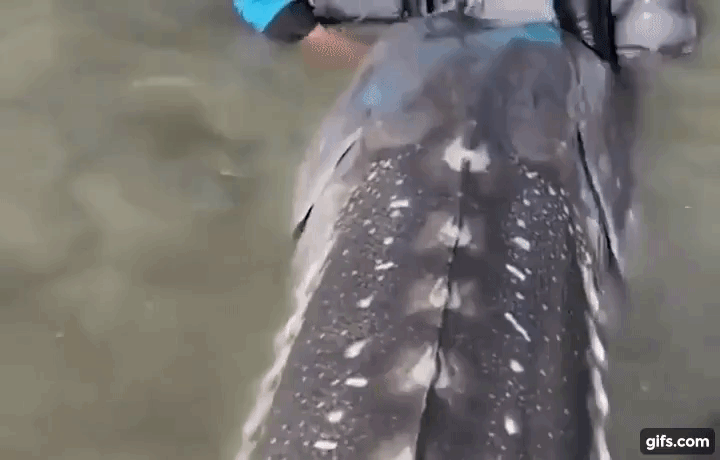 Shock moment: Man catches 'primitive fish'  weighing 266kg, a close-up video of a giant stunner - Photo 3.