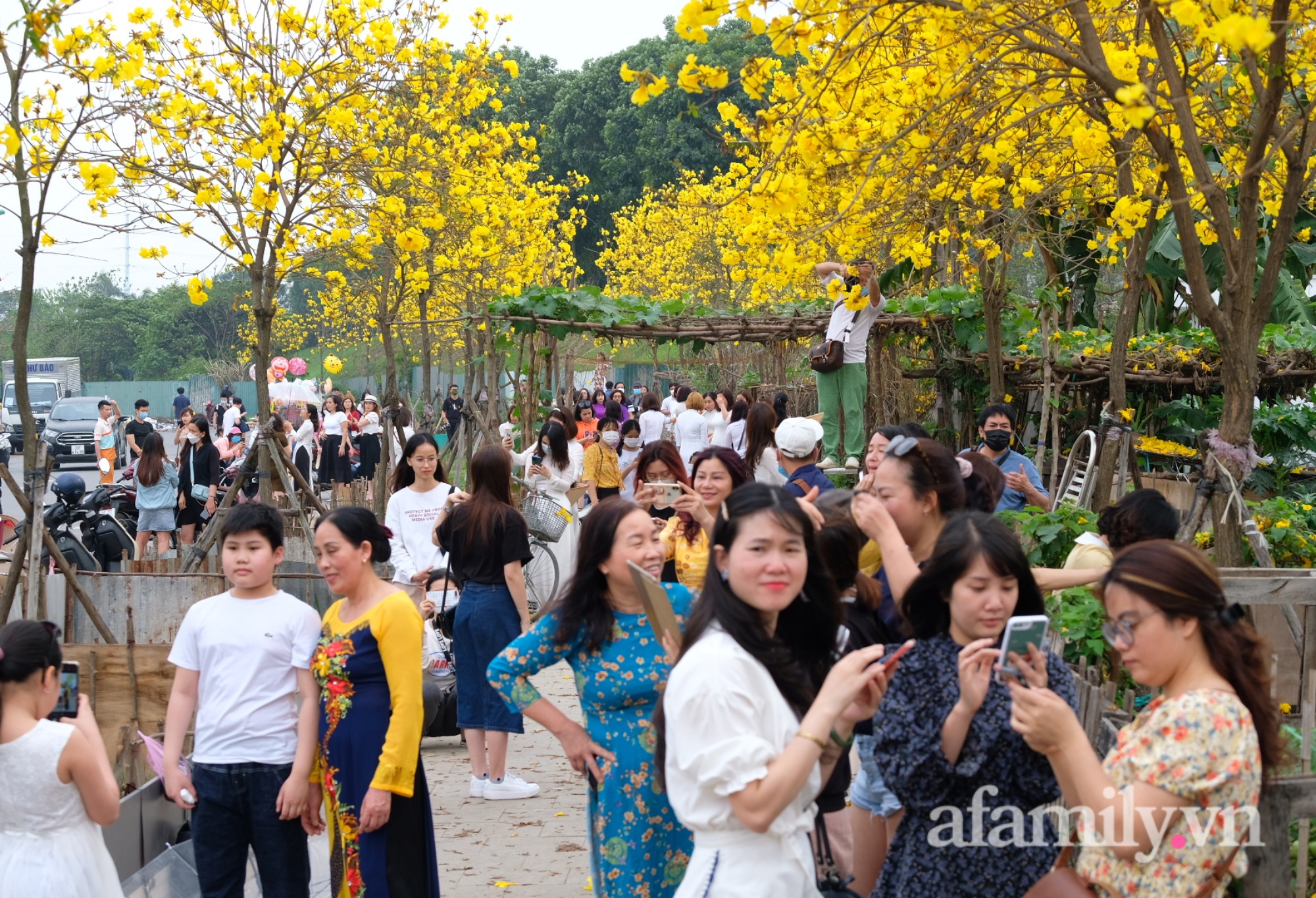 Xuất hiện đường hoa phong linh mới, hàng nghìn người đổ xô đến chụp ảnh cuối tuần - Ảnh 1.