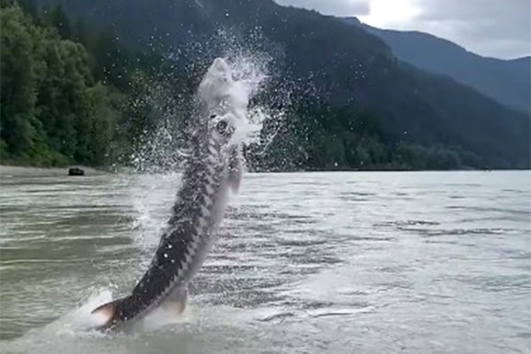 Shock moment: Man catches 'primitive fish'  weighing 266kg, a close-up video of a giant stunner - Photo 2.