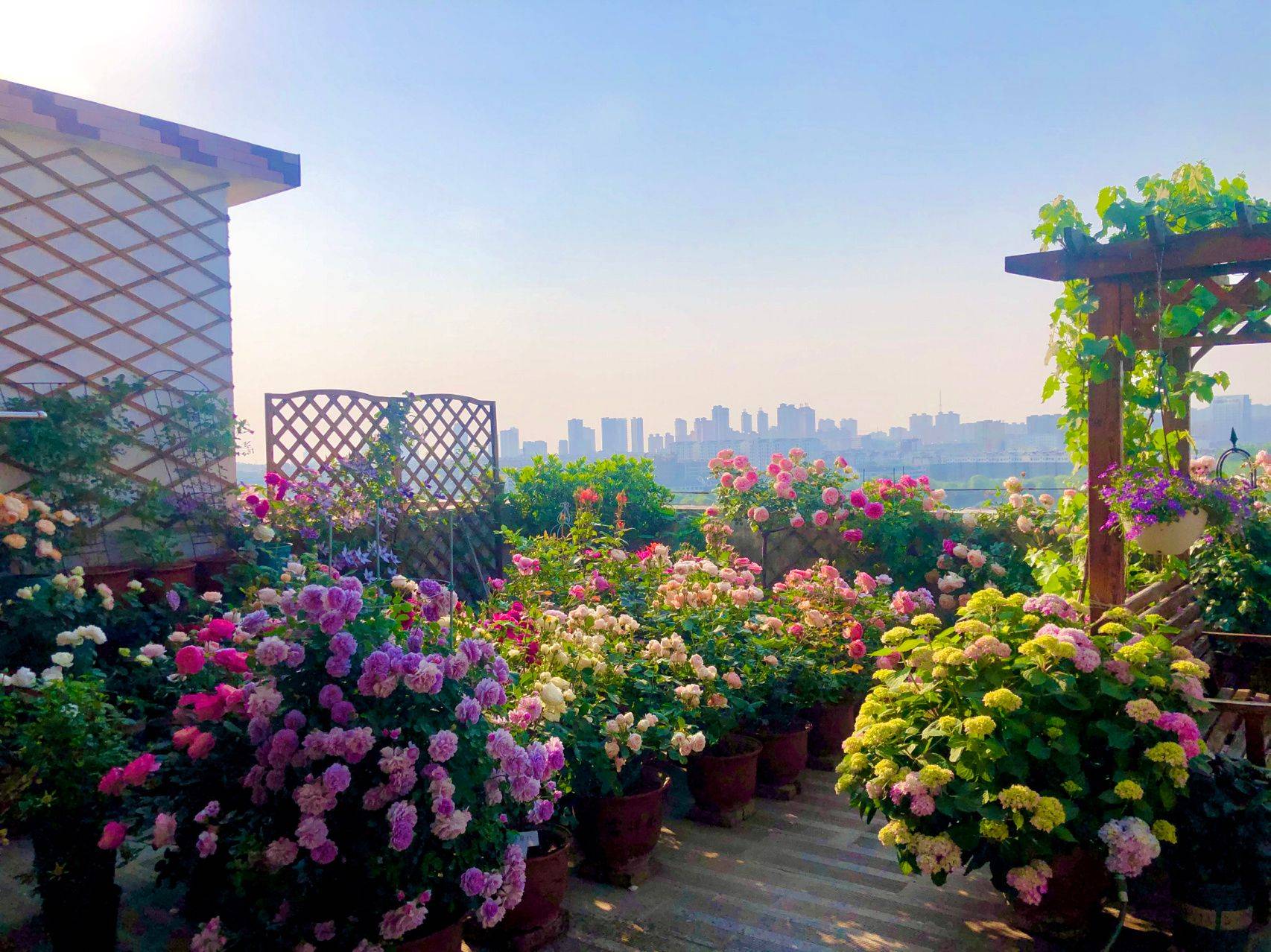 Tận dụng không để thừa 1 m² trên sân thượng, bà mẹ thành phố có được khu vườn hoa tươi rực rỡ lại có cả rau sạch dùng quanh năm - Ảnh 1.