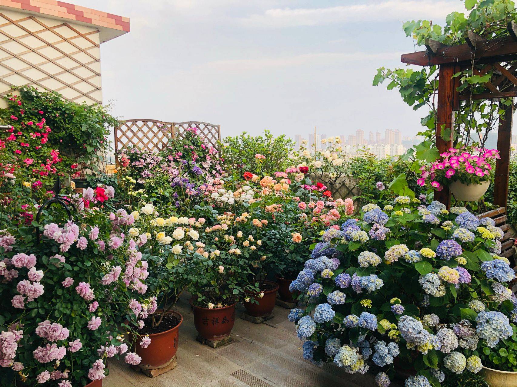 Tận dụng không để thừa 1 m² trên sân thượng, bà mẹ thành phố có được khu vườn hoa tươi rực rỡ lại có cả rau sạch dùng quanh năm - Ảnh 2.