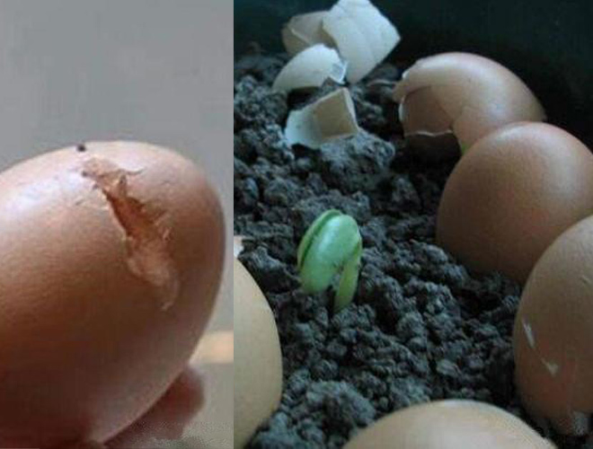 Vỏ trứng cực hiệu quả cho việc trồng cây cảnh trong nhà nhưng lại ít người biết - Ảnh 7.