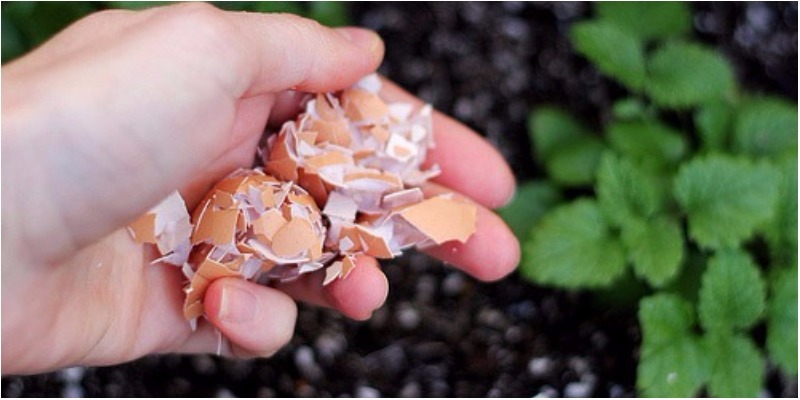 Vỏ trứng cực hiệu quả cho việc trồng cây cảnh trong nhà nhưng lại ít người biết - Ảnh 5.