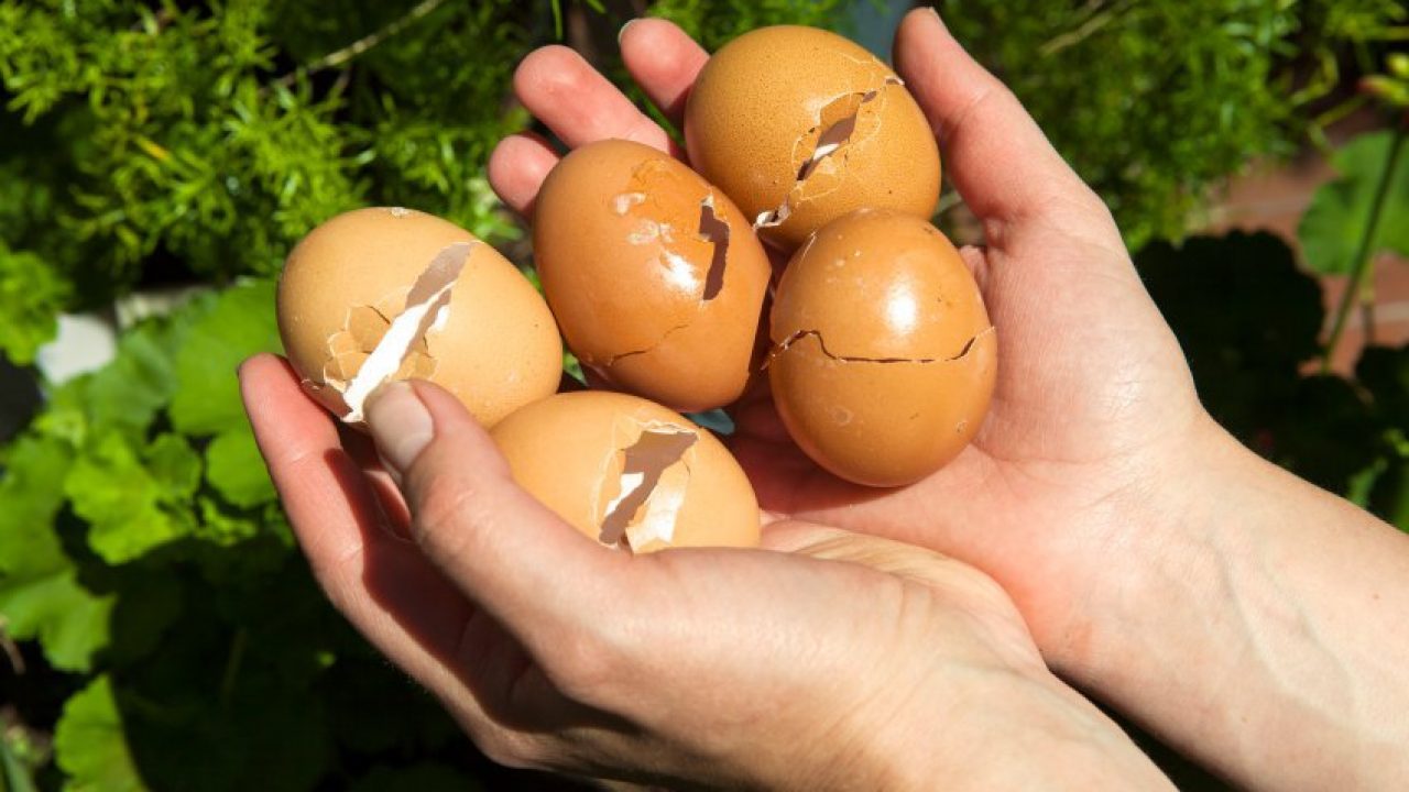 Vỏ trứng cực hiệu quả cho việc trồng cây cảnh trong nhà nhưng lại ít người biết - Ảnh 1.