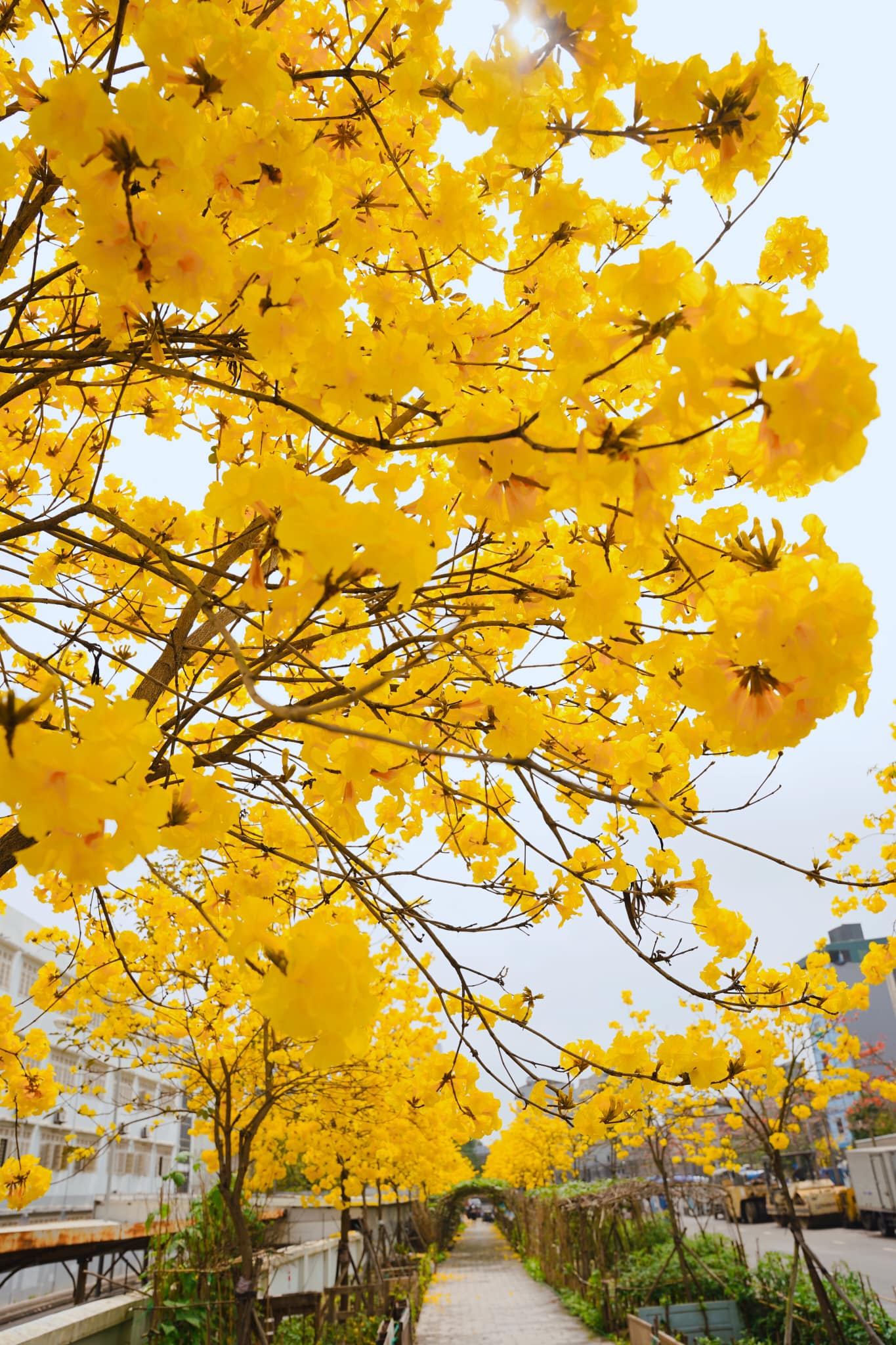 After the check-in fever at Phong Linh flower street, the price of seedlings increased to nearly 6 million / tree - Photo 2.