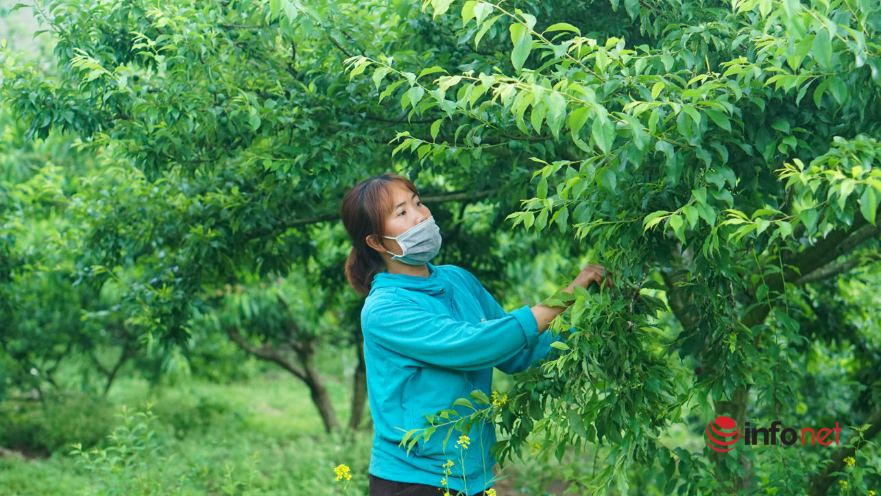 Chủ vườn Mộc Châu thu tiền tỷ từ loại quả vừa chua vừa chát - Ảnh 2.