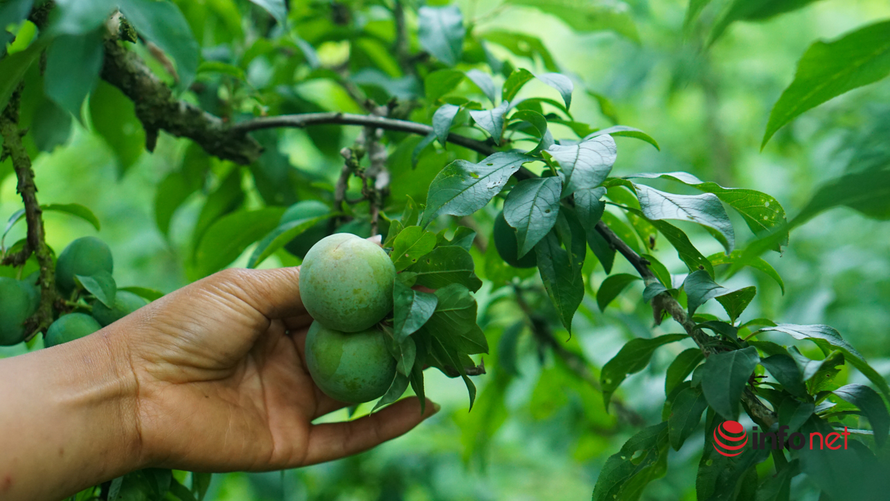 Chủ vườn Mộc Châu thu tiền tỷ từ loại quả vừa chua vừa chát - Ảnh 1.