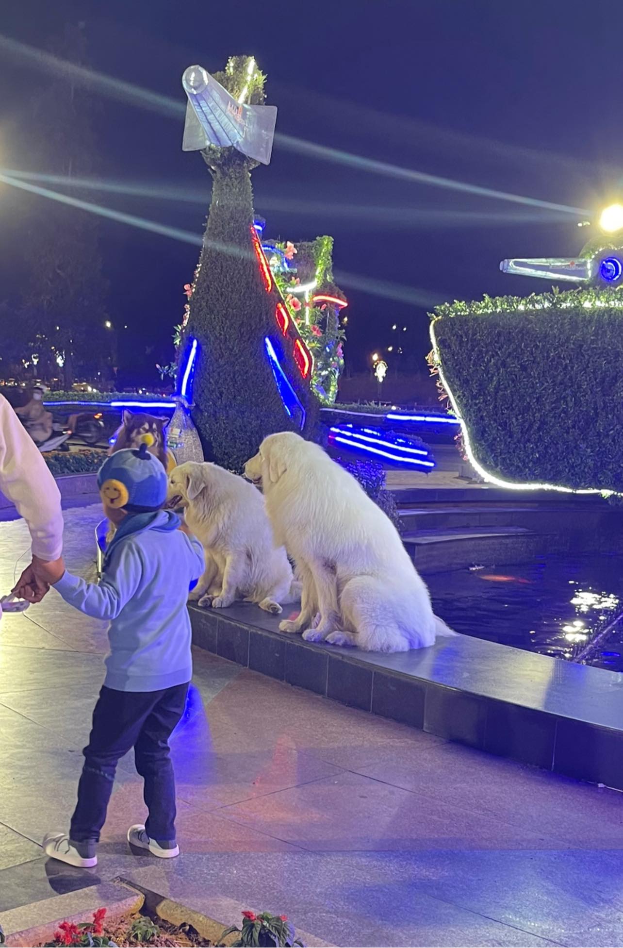 Chó Đà Lạt là loại chó đáng yêu, thân thiện, trung thành và thông minh. Hình ảnh của chúng sẽ khiến bạn cảm thấy thích thú và đáng yêu. Đừng bỏ lỡ cơ hội nhìn thấy con chó đáng yêu này!