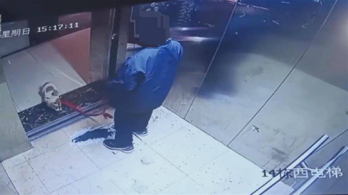 Bé trai cố tình dùng dây xích siết cổ chó con đến chết trong thang máy, video ghi lại sự việc khiến người lớn cũng bàng hoàng - Ảnh 2.