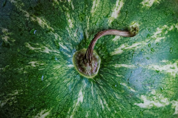 Watermelon has these 5 signs, so you should buy it right away because the fruit is ripe and old, super sweet and still has a lot of water, make sure to eat it once, you have to buy it next time - Photo 4.