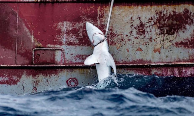 Bất ngờ về nguồn gốc hàng chục nghìn tấn vây cá mập nhập khẩu vào châu Á - Ảnh 1.