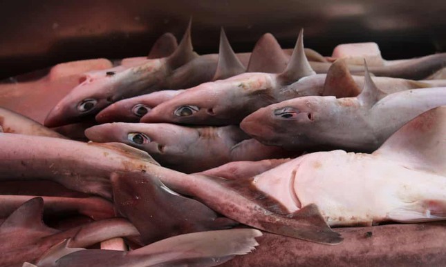 Bất ngờ về nguồn gốc hàng chục nghìn tấn vây cá mập nhập khẩu vào châu Á - Ảnh 2.