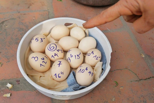 Kỳ lạ gà chọi đẻ 7 quả trứng một ngày, dân nóng ruột giục đi siêu âm - Ảnh 5.