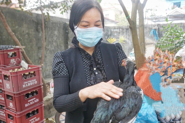 Vụ gà chọi đẻ sòn sòn 7 trứng/ngày: Cán bộ chăn nuôi đến kiểm tra, gà tịt không đẻ nữa - Ảnh 3. Vụ gà chọi đẻ sòn sòn 7 trứng/ngày: Cán bộ chăn nuôi đến kiểm tra, gà tịt không đẻ nữa - Ảnh 3.