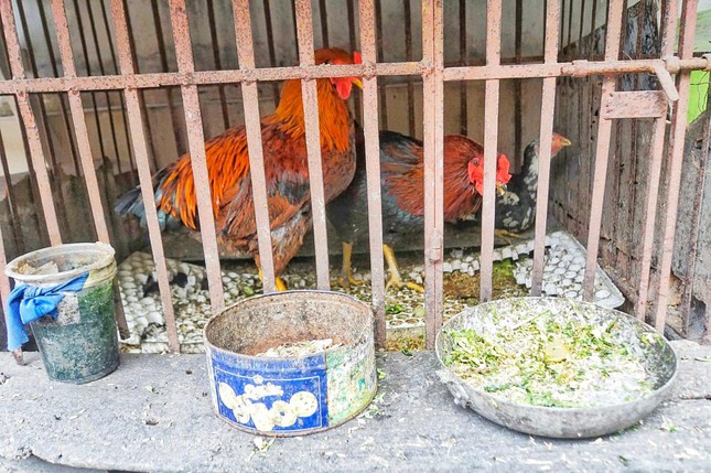 Vụ gà chọi đẻ sòn sòn 7 trứng/ngày: Cán bộ chăn nuôi đến kiểm tra, gà tịt không đẻ nữa - Ảnh 2. Vụ gà chọi đẻ sòn sòn 7 trứng/ngày: Cán bộ chăn nuôi đến kiểm tra, gà tịt không đẻ nữa - Ảnh 2.